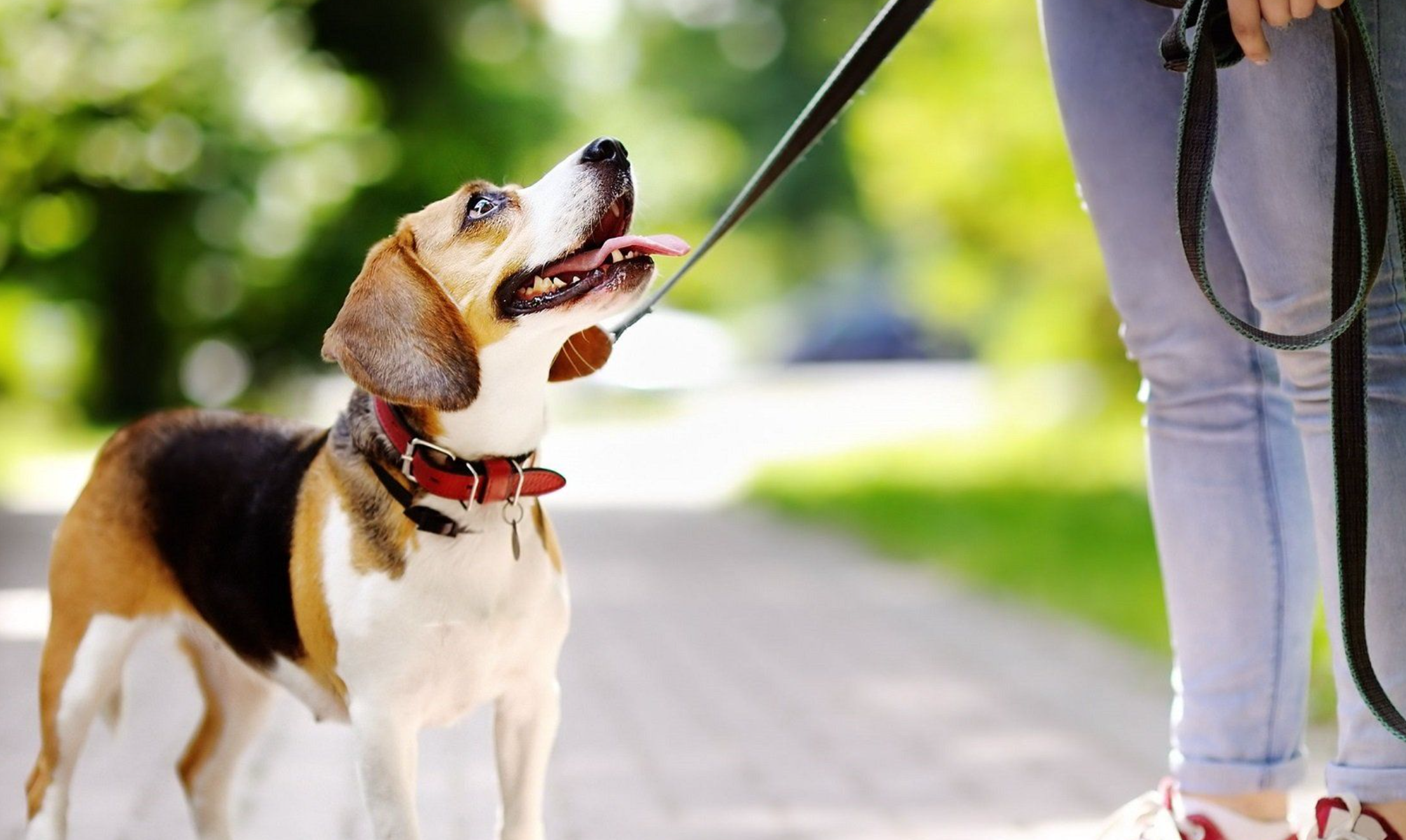 Paseo de perros termina en tragedia; joven murió degollado en Coyoacán